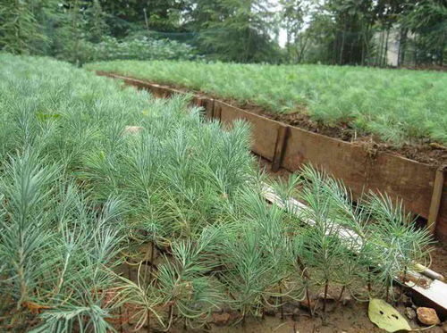 种植雪松对风水有何具体好处？