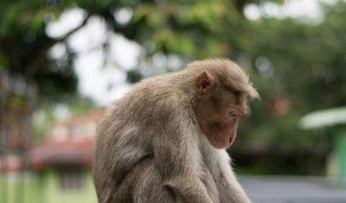 属猴2026年会遭遇家破人亡吗？化解技巧有哪些？