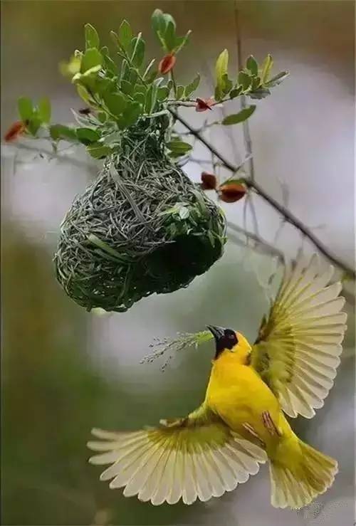 几处早莺争暖树中的争指的是争夺，改写为：这句诗中的争字指的是什么？