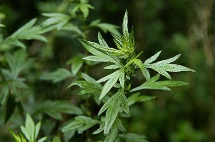 一、 2023年六月黄道吉日概览及其在端午节期间的适用性分析