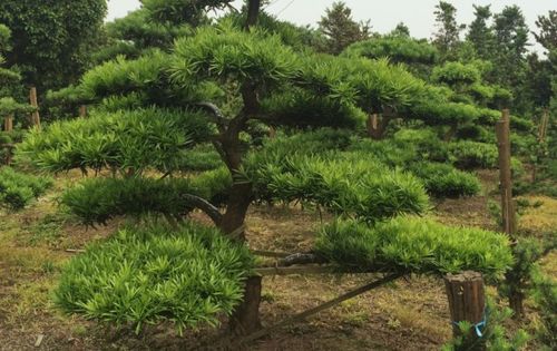 三、  墓地风水中的空间布局与禁忌解析