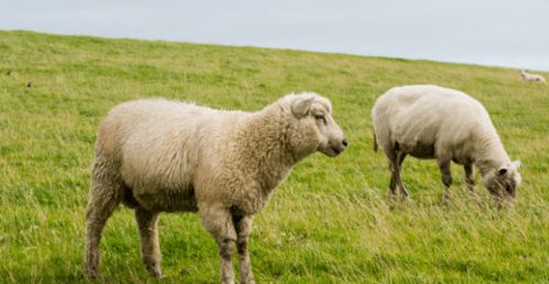 2026年属羊的人1月份感情运势如何？