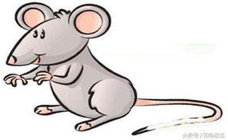 鼠年生肖是什么？鼠年犯太岁生肖是什么意思？