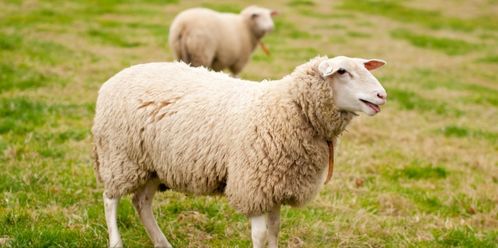 2026年属羊人两喜一灾和全年身体状况具体是什么？