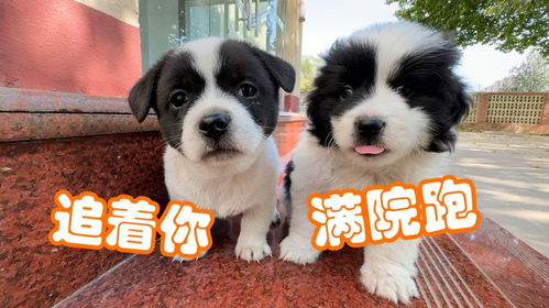 一、立春之后属相是？