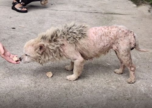 2026年8月龙虎兔狗搬家吉日，75年属兔最旺财的植物是哪种？