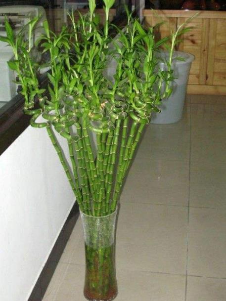 哪个生肖尾巴长，根壮叶茂如它？