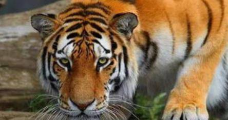 2026年2月属虎人搬家选哪几天最吉利？