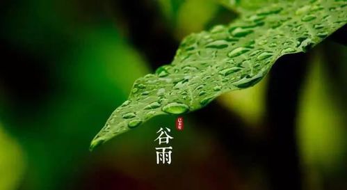 2026年谷雨五行推荐色和忌色分别是什么？