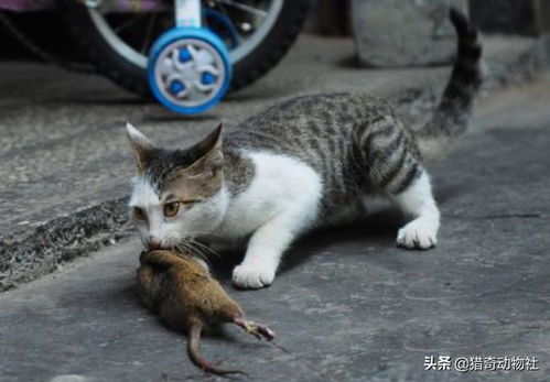 Moralité 与内心恐慌探析