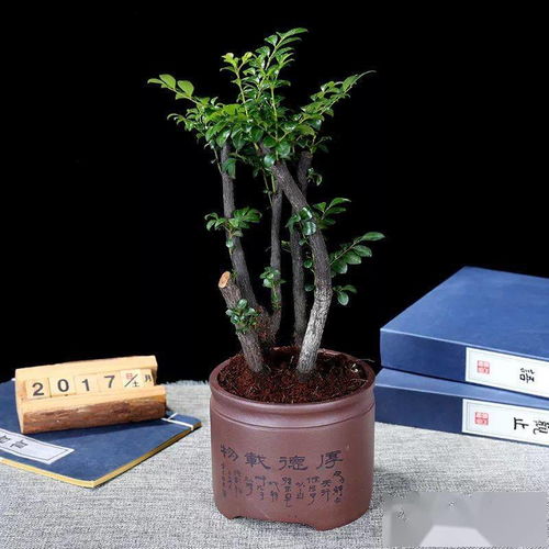 1. 寿命与增值双重属性