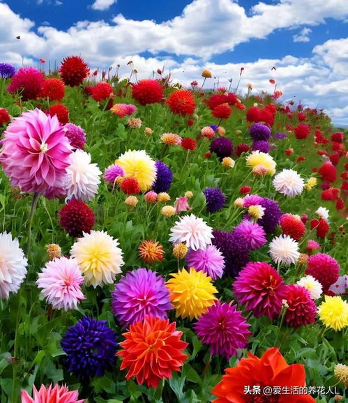 ‘百花争艳在春天’的生肖是什么？