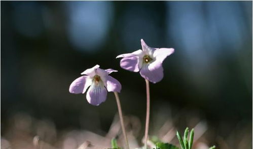 2026年属蛇的人婚姻和爱情运势具体是怎样的？