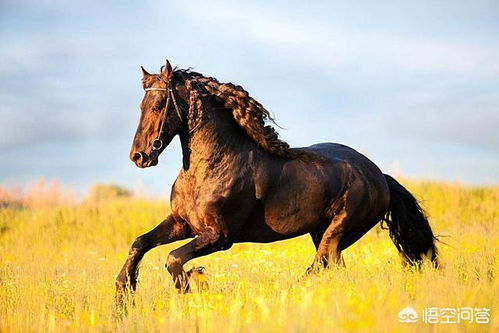2026年属马的人今年会有哪个生肖的贵人相助？