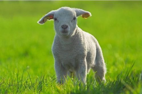 十二生肖中哪个属相的贵人最多？属兔属马的六合吉祥物是什么含义？