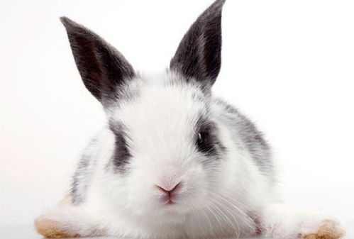 （一） 生肖兔的温和特质与静谧环境的适配性