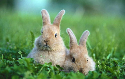 属兔的今日黄历中，有哪些吉利方向适合今日行动？