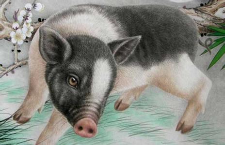 猪和马的属相结合，是否真的适宜成为夫妻伴侣呢？