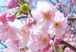 老公八字带桃花，是不是注定会遭遇出轨风波？