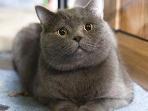 一、  古籍中“文献”概念的演变与定义