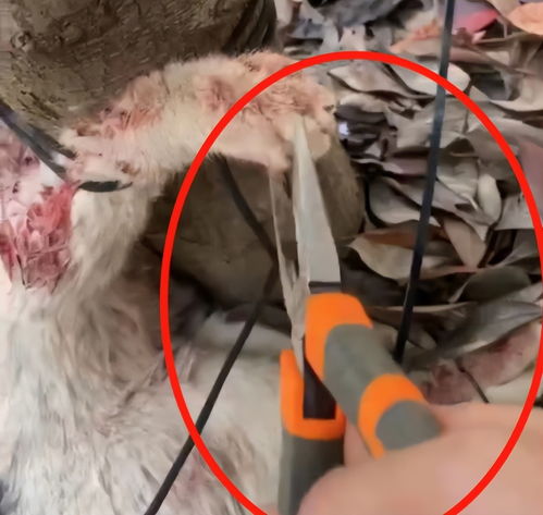 将人面兽心打一生肖，为哪个生肖的长尾巴？