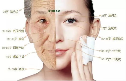 一、 面部特征及其美学解读