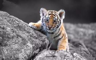 属虎女取名带什么偏旁能旺财？虎微信名最吉利旺财的改写长尾？