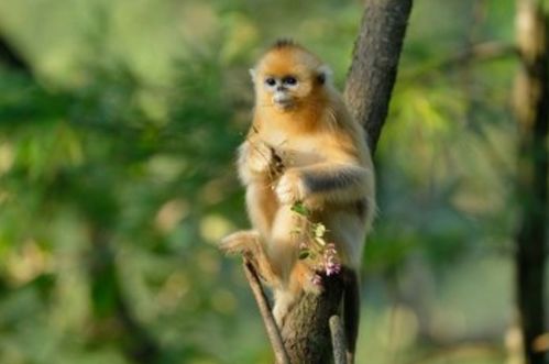 2026年属猴人最佳运势的月份是哪个月份？