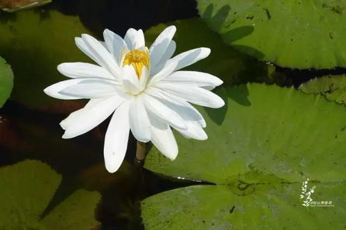 1. 白睡莲：装纯必备