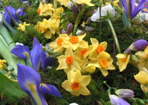 75年属兔女性办公室适合养什么花以招财运和好运？