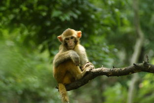 2026年属猴人全年运势详解具体包括哪些方面？