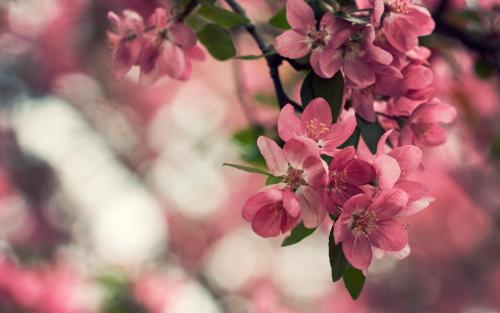 2026年十二生肖桃花运判断分别是谁？