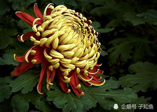 哪个星座既温柔可爱又甜美迷人，渴望爱情不忘初心，爱意随风而起呢？