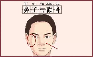 鼻相与财运之学术阐释