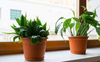 实验后来啊：常见观赏植物对甲醛具有显著吸收嫩力