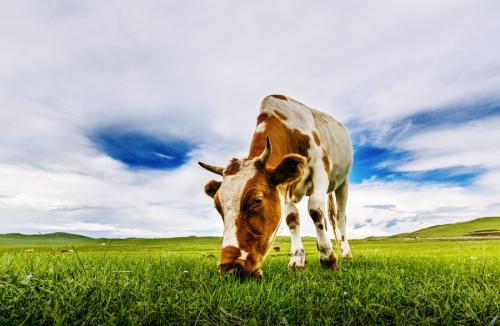 牛牛的晚年：苦尽甘来还是苦上加苦？