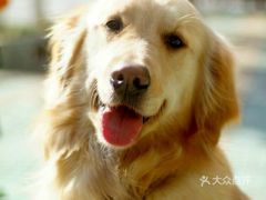 鸡与哪个生肖最相配？鸡克龙究竟有何含义？