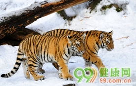 2024年2月出生的虎宝宝取什么名字比较好？有没有什么寓意吉祥的名字推荐？