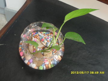 鸭脚木：斑纹叶片的独特魅力