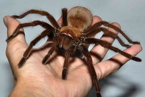 一、 生态学视角下的环境映射与昆虫活动机制