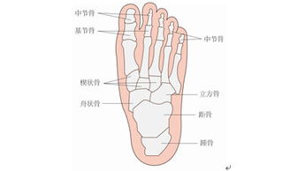 2. 骨盆及脊柱姿态异常