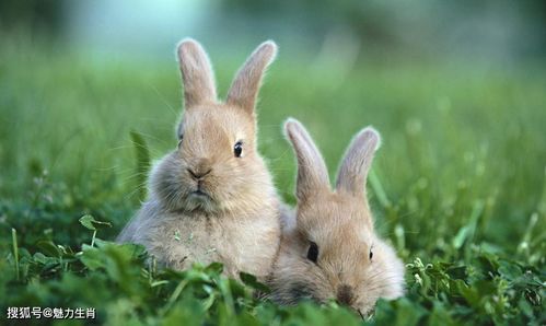 二、 属龙者因官星禄存而迎来官运高峰