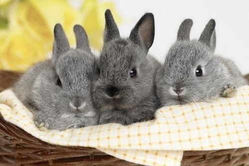 2026年属兔已婚者的感情和婚姻状况具体是怎样的？