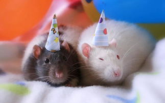 2026年属狗运势如何，冲太岁时佩戴什么饰物能化解？