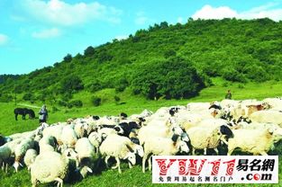 有没有好听的养殖场名字大全，或着好听的养殖群群名推荐？