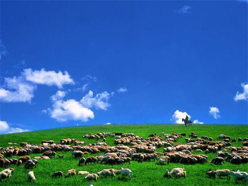 二、为什么这些“草原小怪兽”会在昆明安营扎寨？🤔🤔🤔 （答案竟然这么离谱）