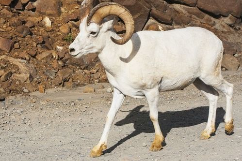 属羊2026年运势如何，2027年全年运势具体分析是什么？