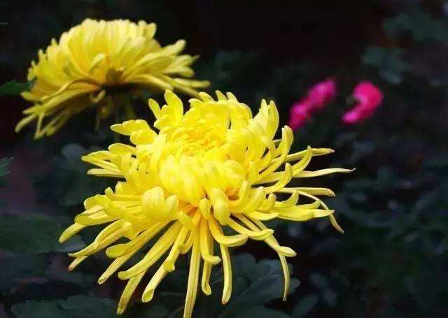 古人说白菊花梦会怎样？笑死个人