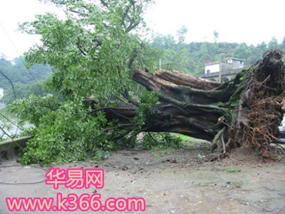 一、 本命年梦见大树轰然倒塌的玄学解读