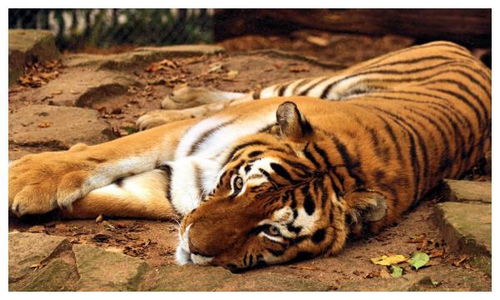 74年属虎2026年1月运势详解是什么？